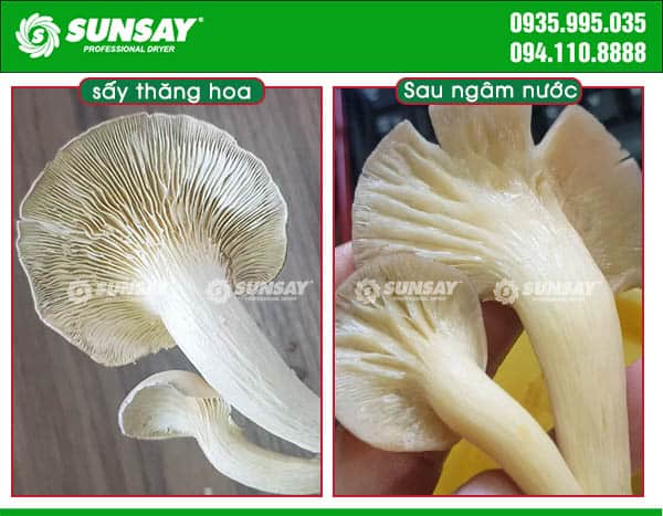 Nấm sấy thăng hoa sau khi ngâm nước sẽ hoàn nguyên sản phẩm